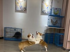 -浣熊柯尔鸭土拨鼠·电玩咖