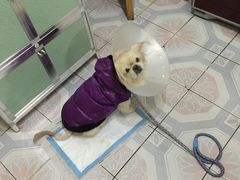 -瑞派·关忠动物医院·猫专科·犬专科(三环新城店)