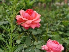 -海上花岛玫瑰园采摘