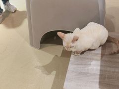 -藏猫猫咖啡主题馆(中央大道店)