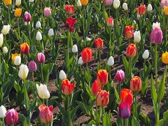 -长春公园(普阳街道)