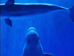 -多彩贵州城极地海洋世界