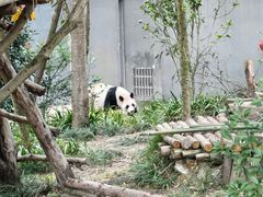-成都大熊猫繁育研究基地