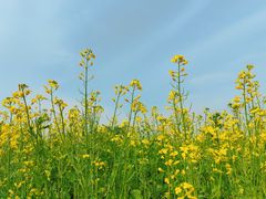 -汉长安城未央宫国家考古遗址公园