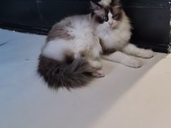 -猫色咖啡·猫咖