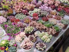 -花鸟鱼虫鲜花绿植市场(玉泉路店)