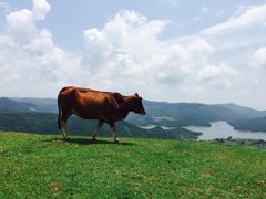 -大姆山草场