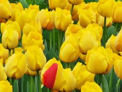 -玄武湖景区-情侣园游乐场