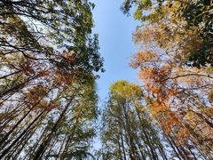 -上海海湾国家森林公园