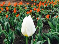 -长春公园(普阳街道)