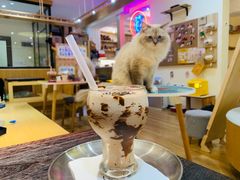 -滚猫咖啡·猫咖·猫友好撸猫(未来城店)
