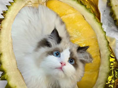 -lincat·猫舍(广州店)