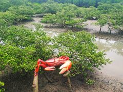 -北海金海湾红树林生态旅游区