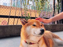 -柴犬高等学院·狗咖·柴犬售卖·宠物训练