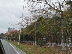 -松山湖南湖湾露营营地