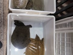 -洪湘记川湘·甲鱼馆(四海凯悦美食广场店)