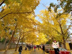 -三里屯东五街银杏大道