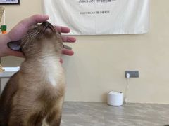 -猫力发电所·宠物专门店