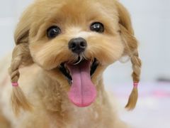 -Oh My Dog宠物沙龙(伊珊娜皮毛护理店)