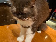 -猫小院猫主题餐厅(三里屯店)