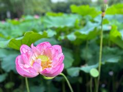 -陈家山荷花公园