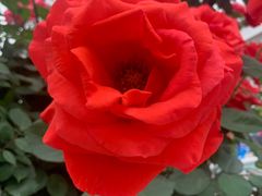 -UNI UNI(环亚凯瑟琳店)