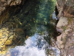 -芦茨金富饭庄·25年老字号·专做稻草鸡