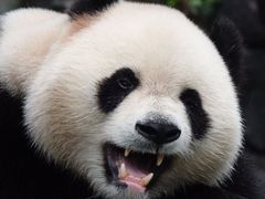 大熊猫青青-都江堰中华大熊猫苑