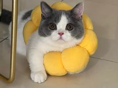 -lincat·猫舍(广州店)