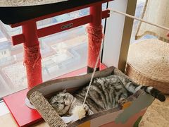 -Catmate·猫肥家润(金润铂宫店)