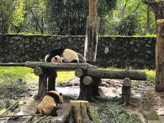 -都江堰中华大熊猫苑