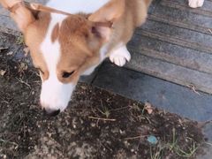 -宠福鑫康馨动物医院·骨科·眼科