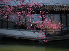 -秋霞圃