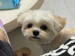 -美联众合动物医院·24h京西诊疗中心