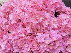 -溪岸路花鸟市场