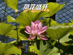 -什刹海