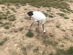-盐城丹顶鹤湿地生态旅游区