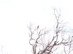 -牛背梁国家森林公园