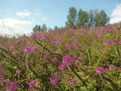 -北纬44度·金珠花海休闲农业旅游景区