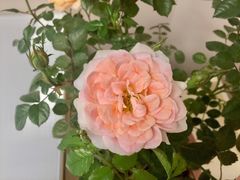 -双季花艺园艺市场(浦东店)