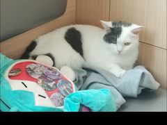 -喵园·猫主题咖啡厅·撸猫·猫咖(国贸店)