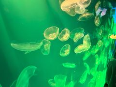 -海合安成都极地海洋公园