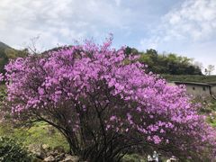-东白山