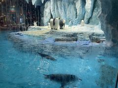 -帝企鹅自助餐厅•儿童岛•真企鹅(长隆企鹅酒店)