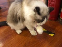 -猫小院猫主题咖啡厅(北锣店)
