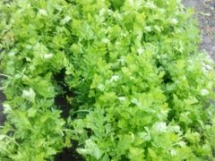 -金明姬铁锅炖(东坝店)