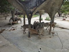 -深圳野生动物园
