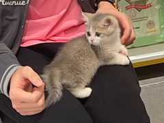 -babydoll猫舍·米努特·德文·缅因(久光中心店)