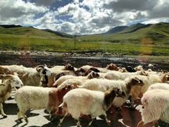 -青海湖国家重点风景名胜区