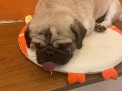 -喜柴咖啡·柴犬狗咖